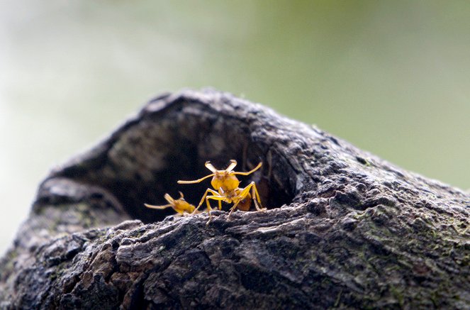 La Forêt des fourmis - Kuvat elokuvasta
