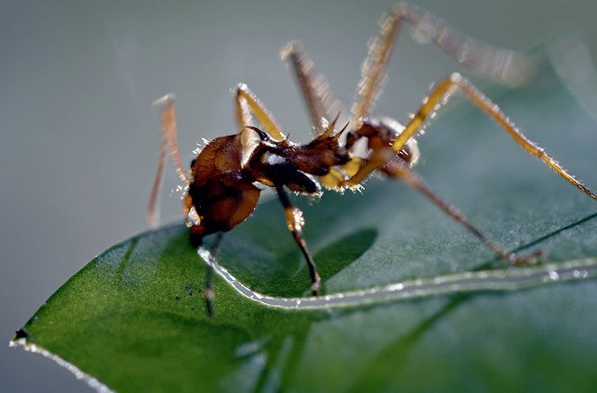 Im Regenwald der tropischen Ameisen - Filmfotos