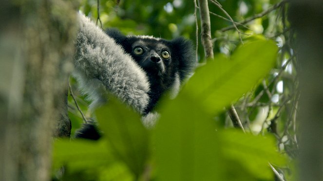 Az elvarázsolt erdők titkai - Filmfotók