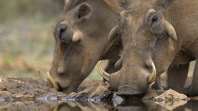 The Three Little Warthogs - Photos