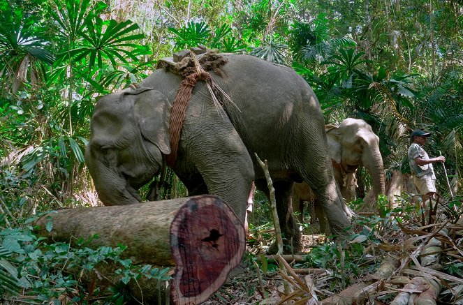 L'Énigme des éléphants d'Andaman - Van film