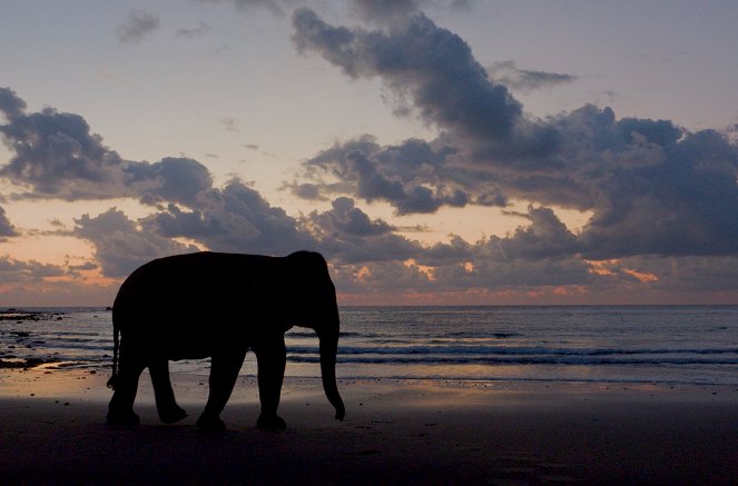 L'Énigme des éléphants d'Andaman - Do filme