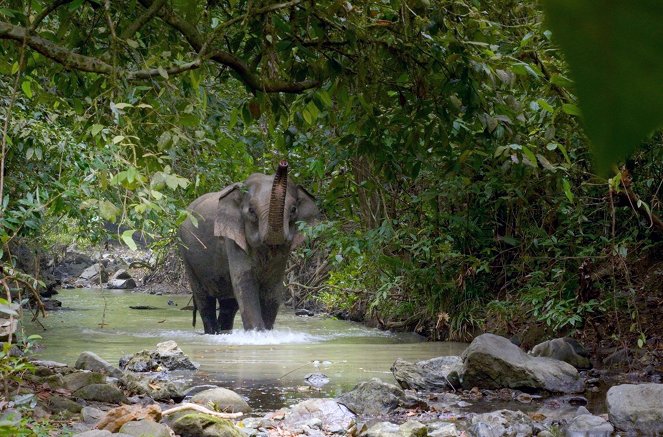 L'Énigme des éléphants d'Andaman - Van film