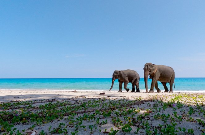 L'Énigme des éléphants d'Andaman - Filmfotók