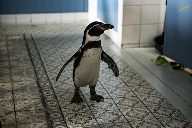 Die Chaosschwestern und Pinguin Paul - Filmfotos