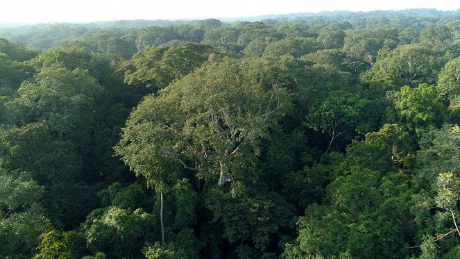 Les Gardiens de la forêt - Papouasie-Nouvelle-Guinée - Le temps des solutions  - De la película