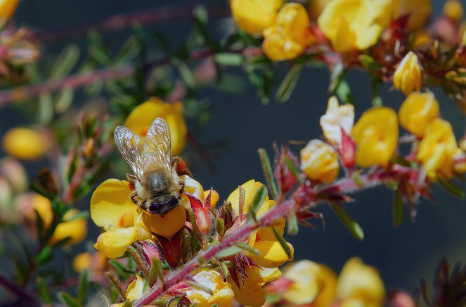 Australia's Wild Odyssey - Photos