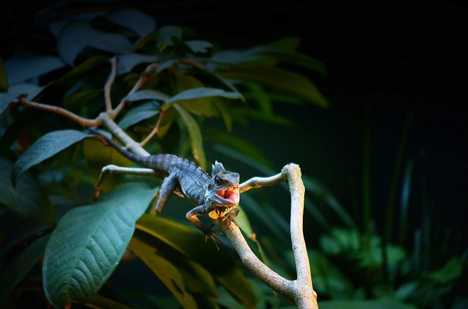 Australia's Wild Odyssey - Photos