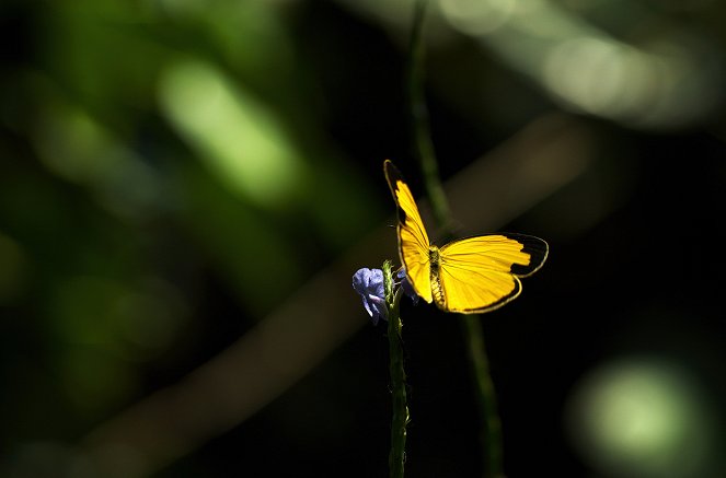 Australia's Wild Odyssey - Z filmu