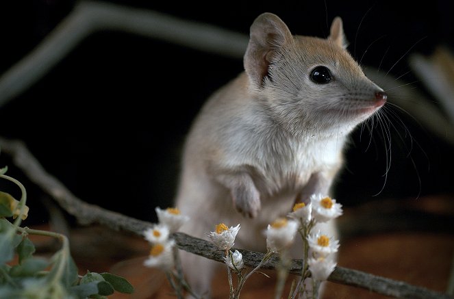 Australia's Wild Odyssey - Photos