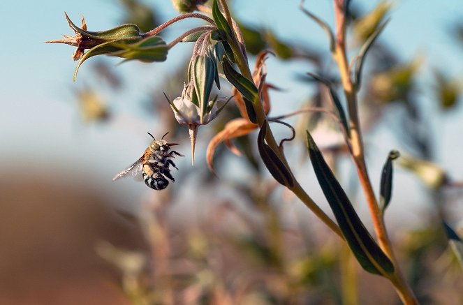 Australia's Wild Odyssey - Photos