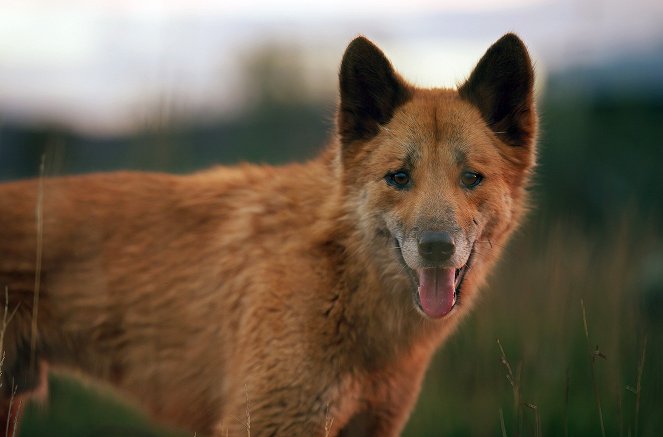 Australia's Wild Odyssey - Z filmu