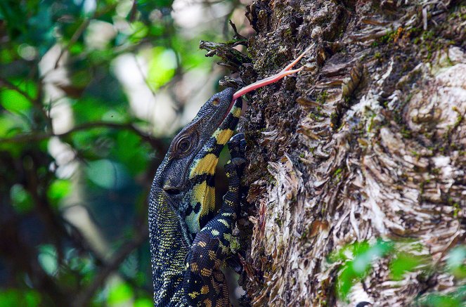 Australia's Wild Odyssey - Z filmu