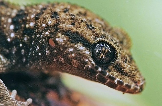 Australia's Wild Odyssey - Photos