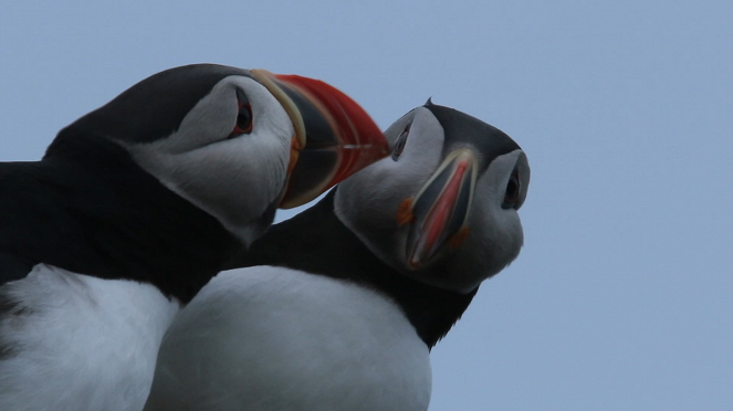 Iceland, a Sanctuary for Puffins - Photos