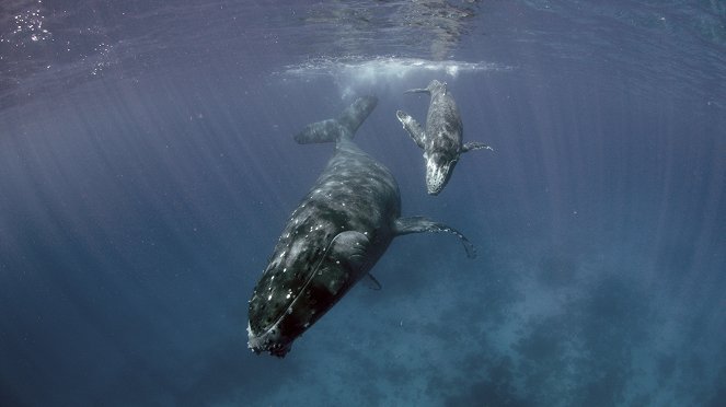 The Witness is a Whale - Photos