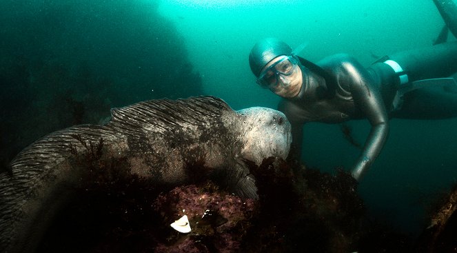 Waterwoman - Hautnah bei den Haien der Azoren - Photos