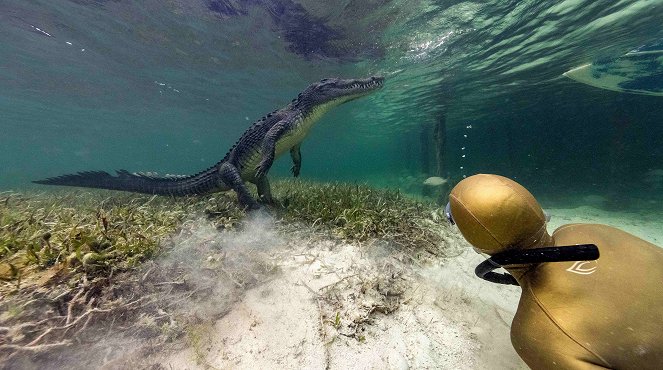 Waterwoman - Hautnah bei den Haien der Azoren - Photos