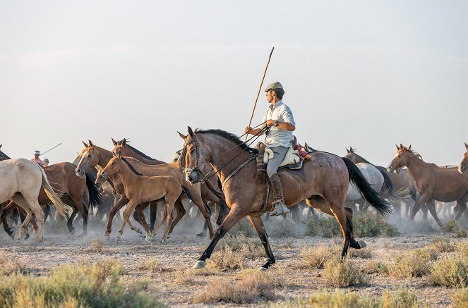 Die wilden Pferde der Doñana - Film