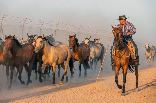 Die wilden Pferde der Doñana - Photos