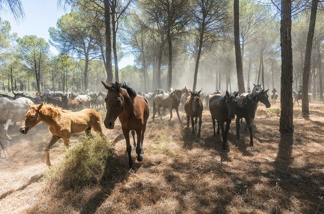 Die wilden Pferde der Doñana - Filmfotos