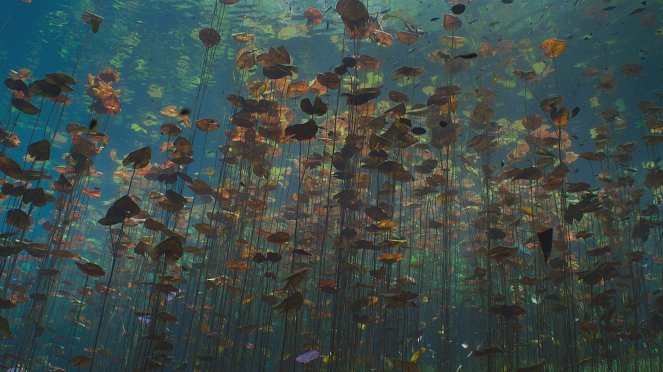 Planet Erde - Von Sumpfmonstern und Zombiefischen - Filmfotos