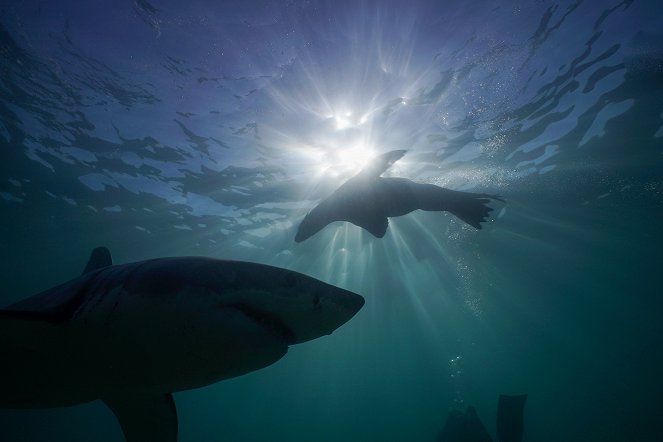 Planet Erde - Von Küstenlöwen und furchtsamen Haien - Filmfotos