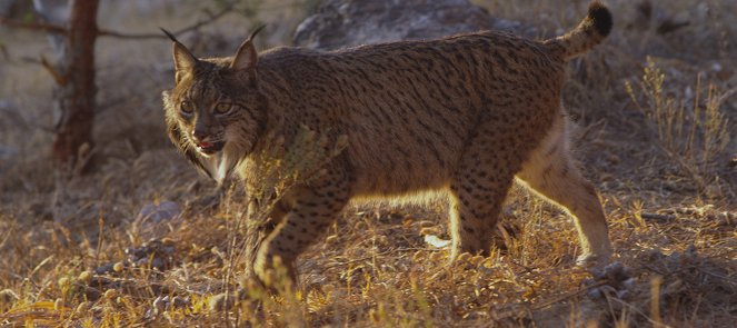 The Wild Heart of Spain - Filmfotók