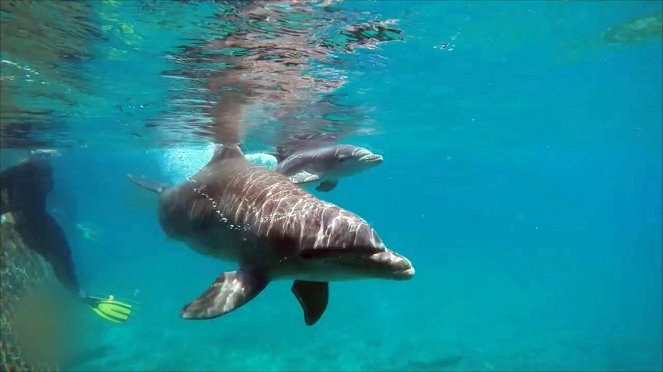Curaçao, des dauphins thérapeutes - De la película
