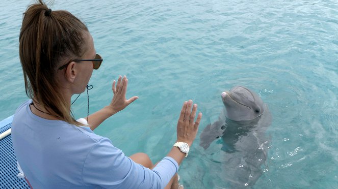 Curaçao, des dauphins thérapeutes - Z filmu