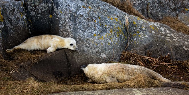 The Secret Life of Seals - Photos