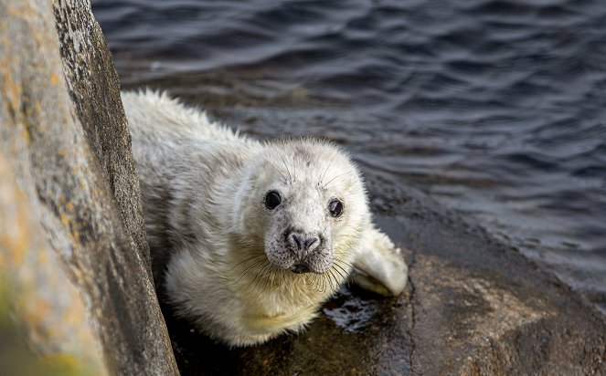The Secret Life of Seals - Photos