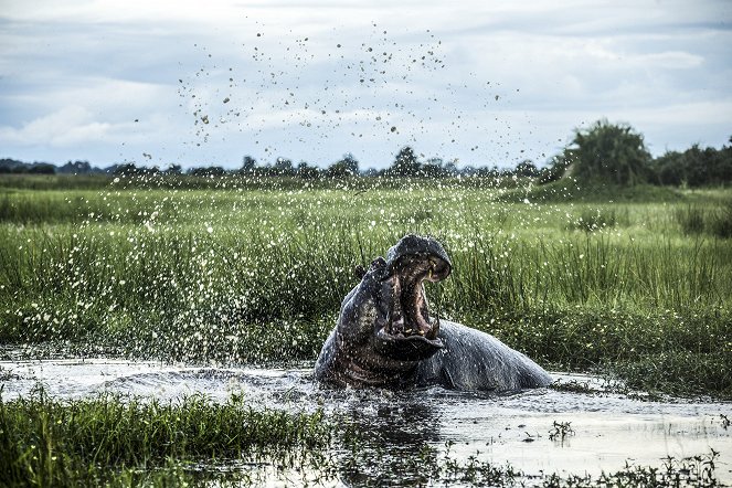 Okavango - Inselwelt - Do filme