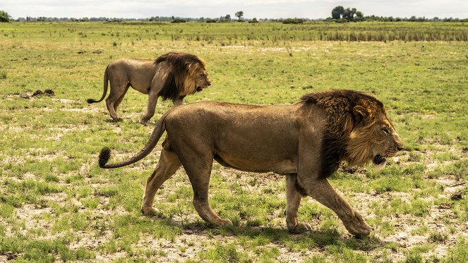 Okavango - Inselwelt - Do filme