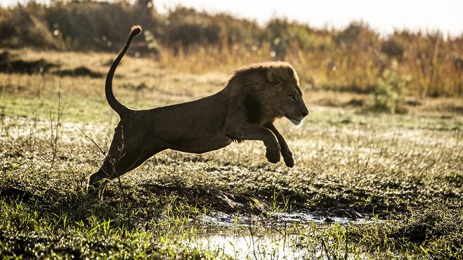 Okavango - Inselwelt - Filmfotos