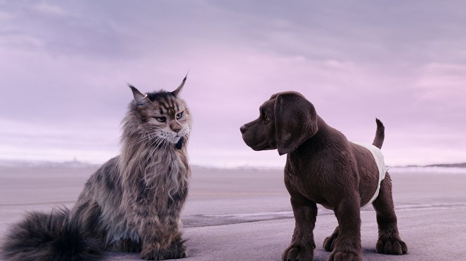 Pies i kot - Z filmu