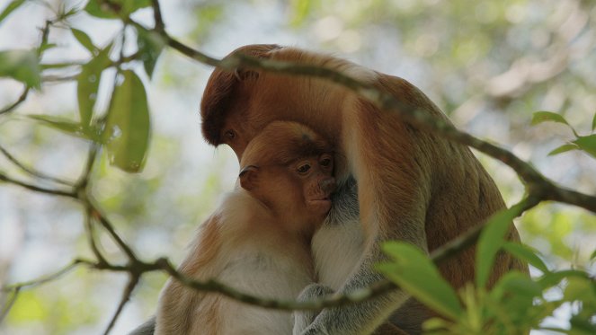 Monkeys and More: Our Closest Relatives - Photos
