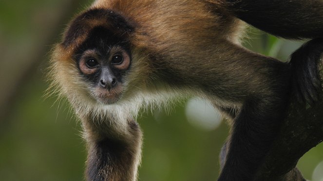 Opice a další primáti - naši nejbližší příbuzní - Z filmu