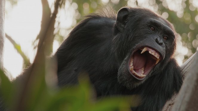 Opice a další primáti - naši nejbližší příbuzní - Z filmu