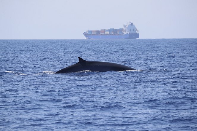 DokThema - Bedrohte Wale im Mittelmeer - Photos