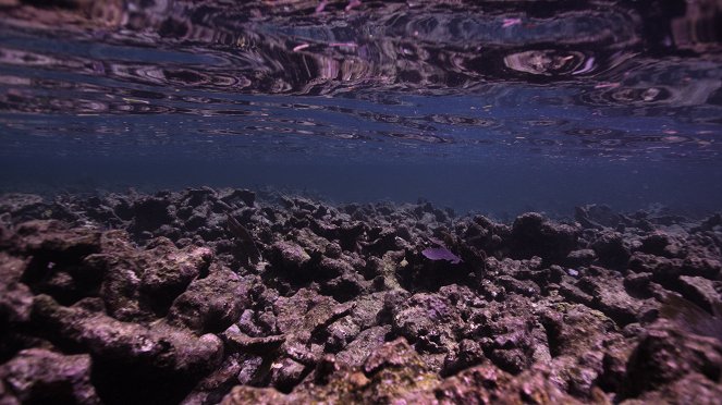 Chasing Coral - Filmfotos
