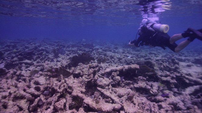 Ścigając koralowce - Z filmu