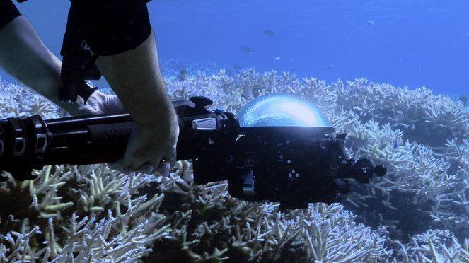 Ścigając koralowce - Z filmu