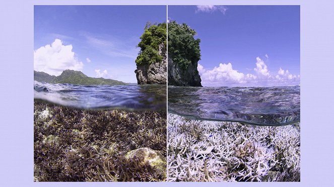 Chasing Coral - Filmfotos