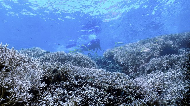 Chasing Coral - Photos