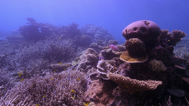 Chasing Coral - Van film