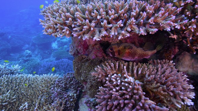 Chasing Coral - Photos