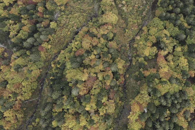 Unsere Wälder im Wandel - De la película