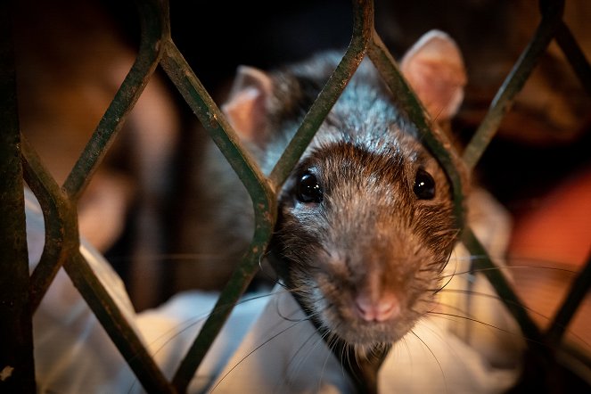 Wissen hoch 2 - Das erstaunliche Leben der Ratten – Unterwegs in Rat City - Film