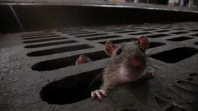 Wissen hoch 2 - Das erstaunliche Leben der Ratten – Unterwegs in Rat City - Van film